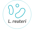 L. reuteri