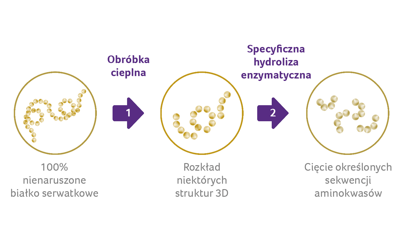schemat hydrolizy białek
