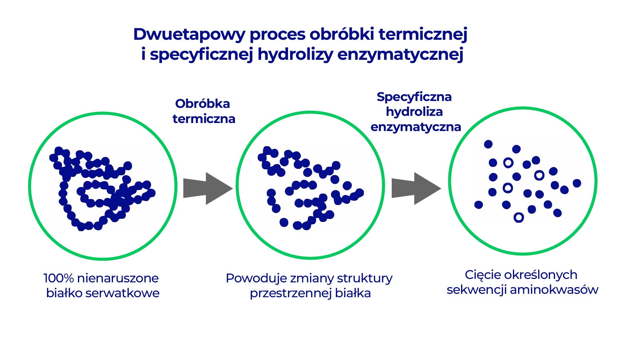 Grafika pokazująca dwuetapowy proces obróbki termicznej i specyficznej hydrolizy enzymatycznej