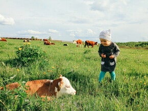 Dziecko w polu z krowami