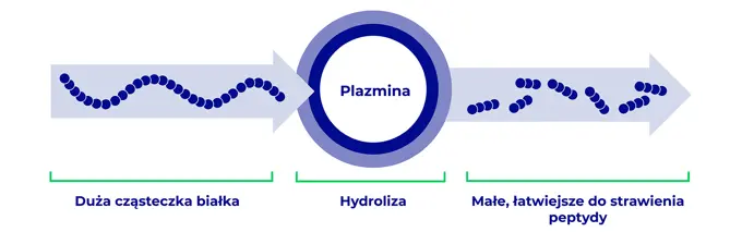 Proces hydrolizy pokazany jako schemat